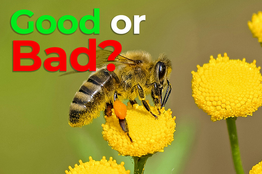 Can Honeybees Harm the Environment?